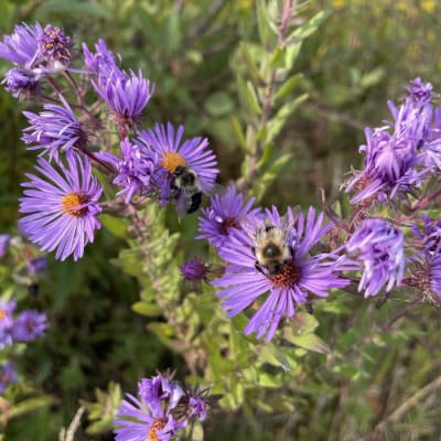 New England Aster