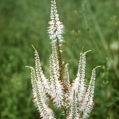 Culver’s Root