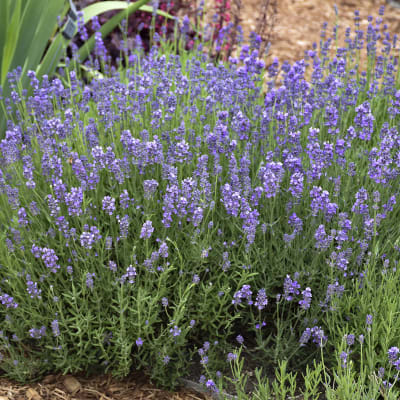 ‘Munstead’ Lavender