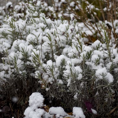 ‘Munstead’ Lavender