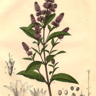 Chocolate Mint