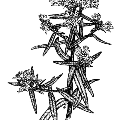 Mountain Mint