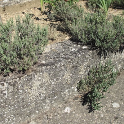German Winter Thyme