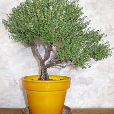 German Winter Thyme