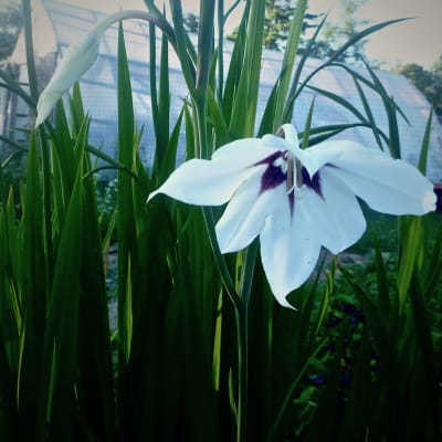 Fragrant Gladiolus