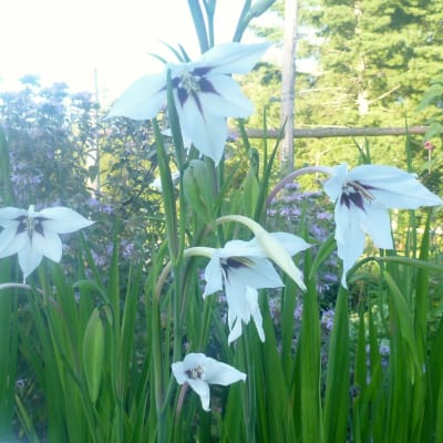 Fragrant Gladiolus