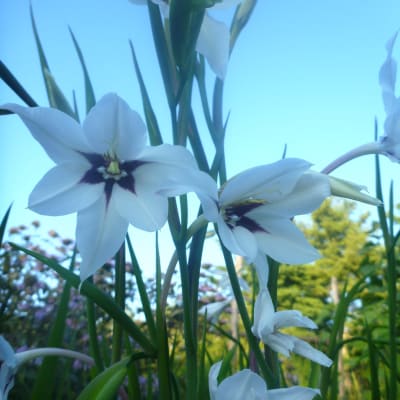 Fragrant Gladiolus
