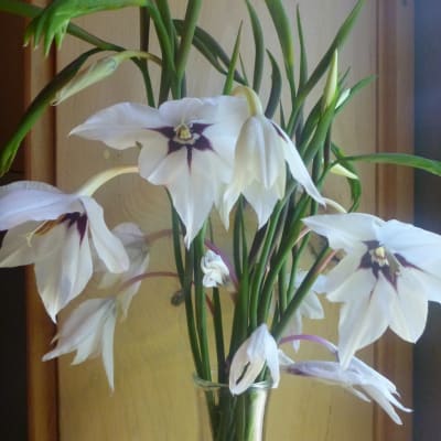 Fragrant Gladiolus