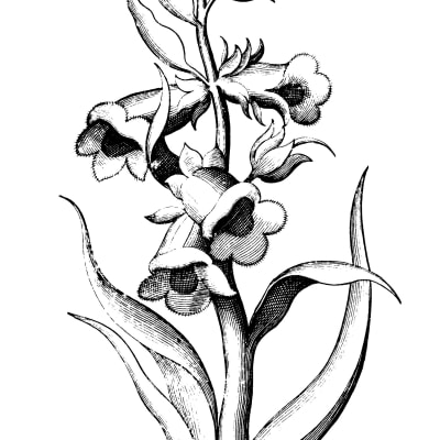 Foxglove Beardtongue thumbnail #4