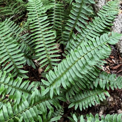 Christmas Fern thumbnail #1