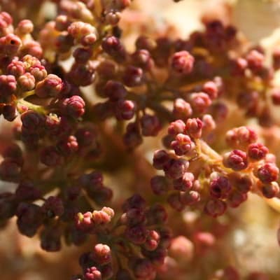 ‘Snow Queen’ Oakleaf Hydrangea