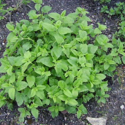 Lemon Balm thumbnail #1
