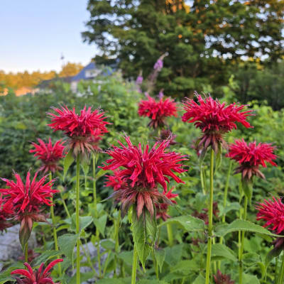 Scarlet Bee Balm thumbnail #1
