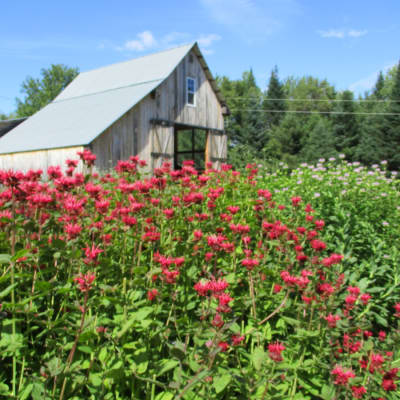 Scarlet Bee Balm thumbnail #2
