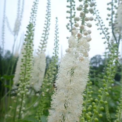Black Cohosh