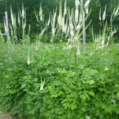 Black Cohosh
