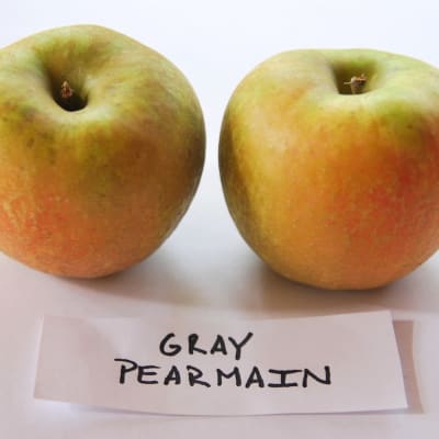 Gray Pearmain