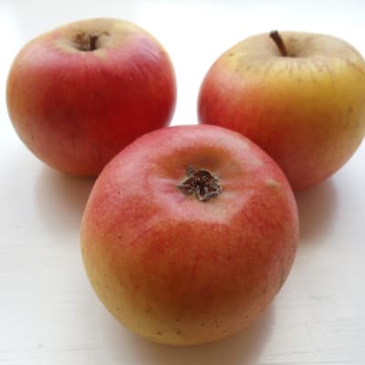 Blenheim Orange