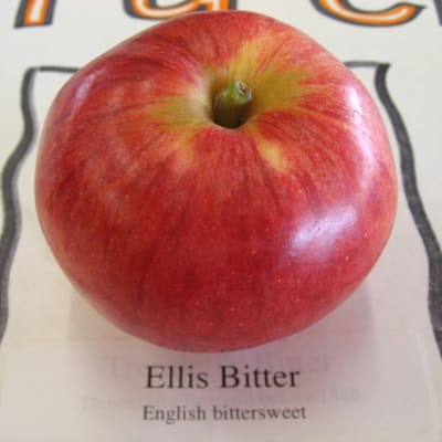 Ellis Bitter thumbnail #1