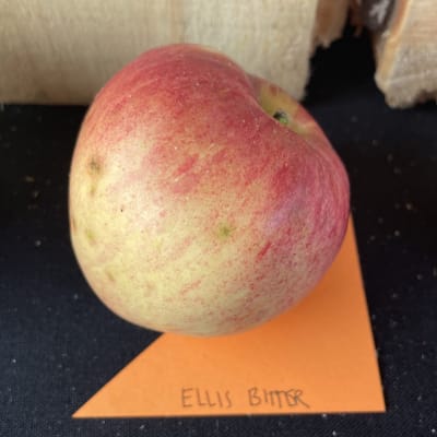 Ellis Bitter thumbnail #2