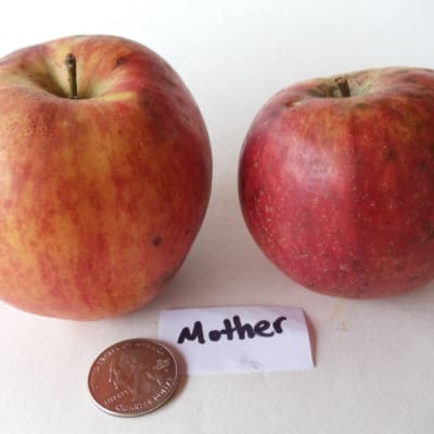 Mother