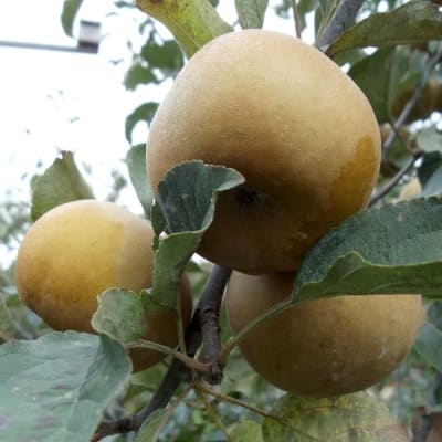 Pomme Grise