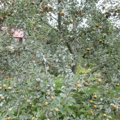 Pomme Grise