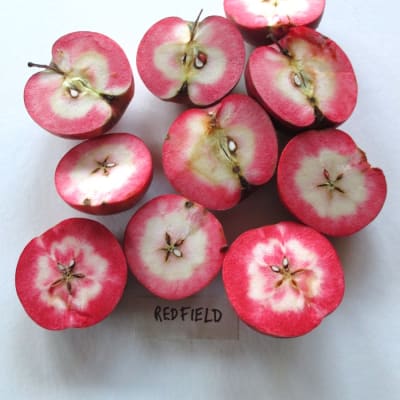 Redfield