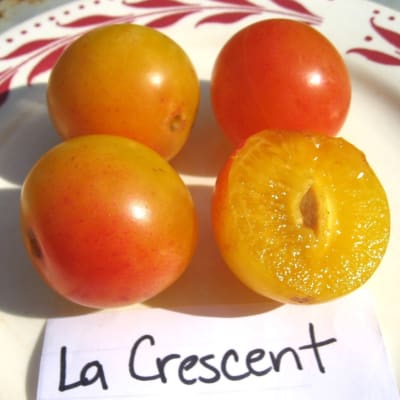 La Crescent