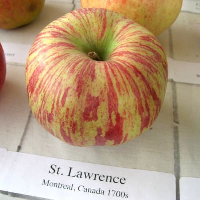 St. Lawrence thumbnail #1