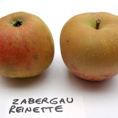 Zabergau Reinette thumbnail #1