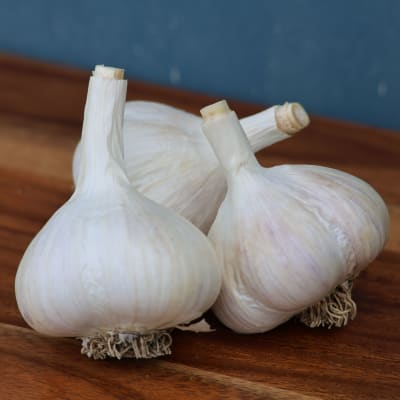 Katterman OG  thumbnail #1 