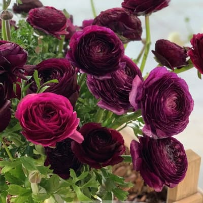 Elegance Viola Ranunculus  thumbnail #1 
