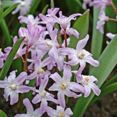 Violet Beauty