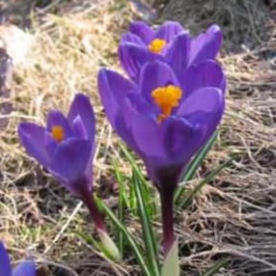 Flower Record