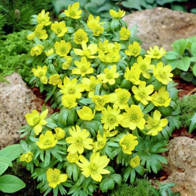 Winter Aconite