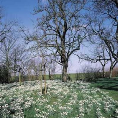 Common Snowdrop