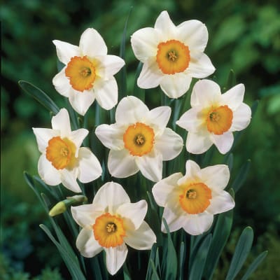 Flower Record