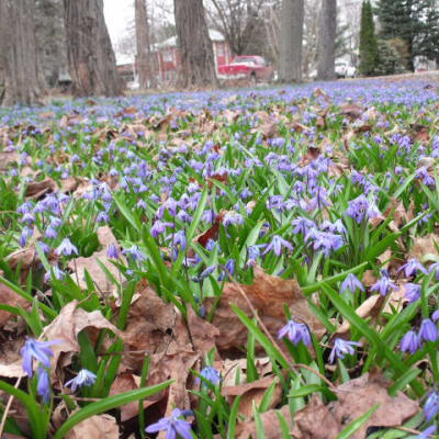 Siberian Squill