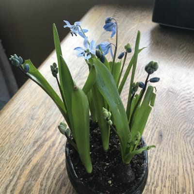 Siberian Squill