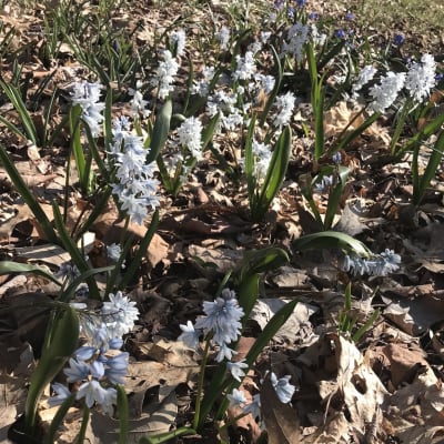 Striped Squill