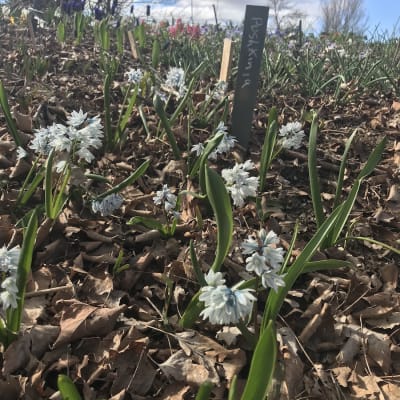 Striped Squill