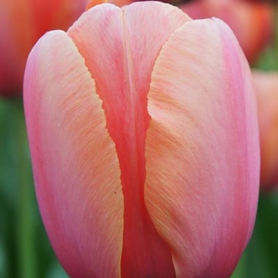 Apricot Impression
