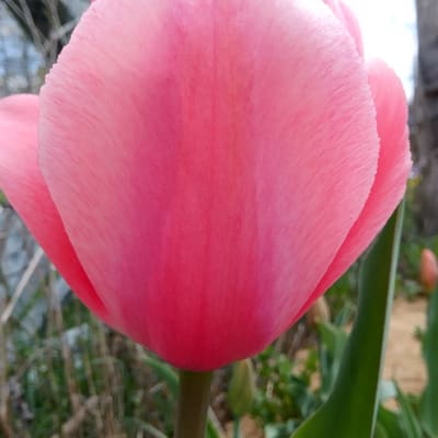 Pink Impression