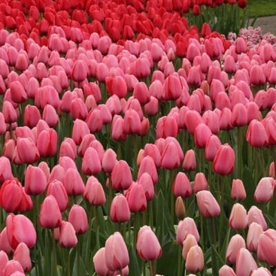 Pink Impression