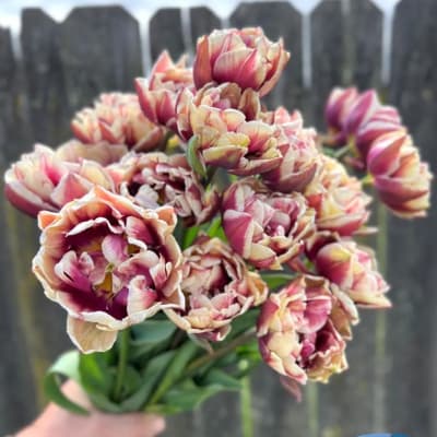 Wyndham Tulip  thumbnail #1 