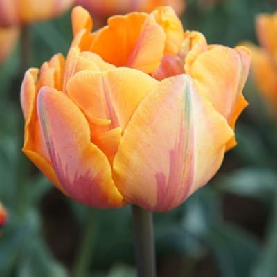 Orange Princess