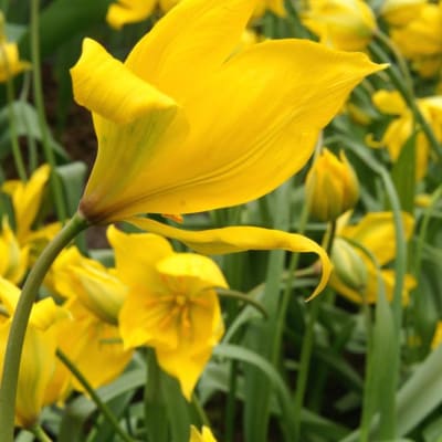 <em>Tulipa sylvestris</em>