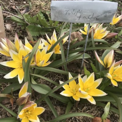 <em>Tulipa tarda</em>