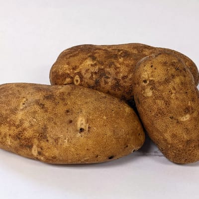 Caribou Russet PVP OG 2 lbs